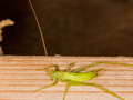 Southern Oak Bush-cricket